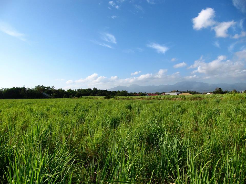 Prospective land for our facility.