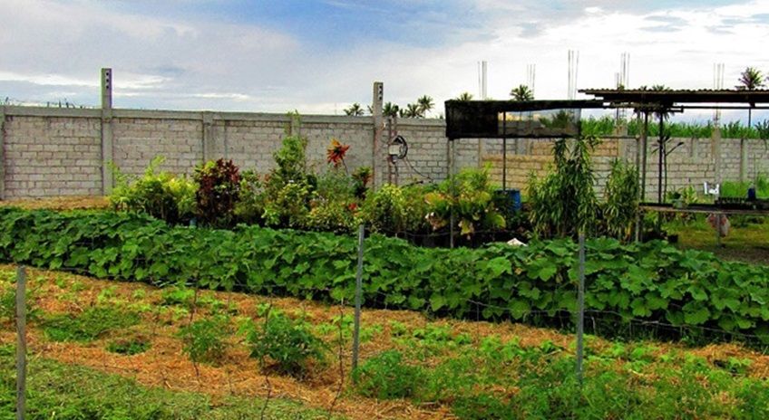 vegetable plot inside Casa Esperanza of Angels