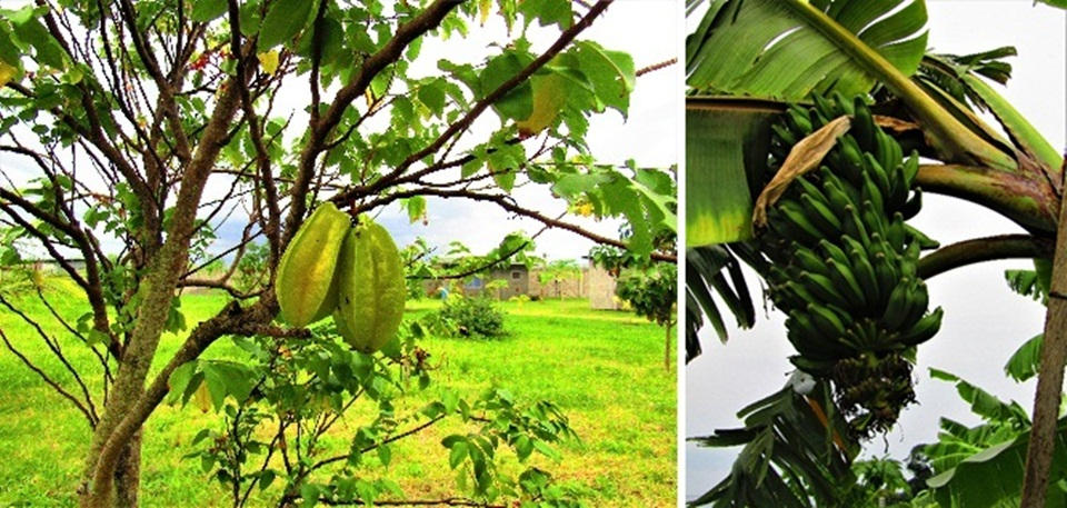 cea garden fruits