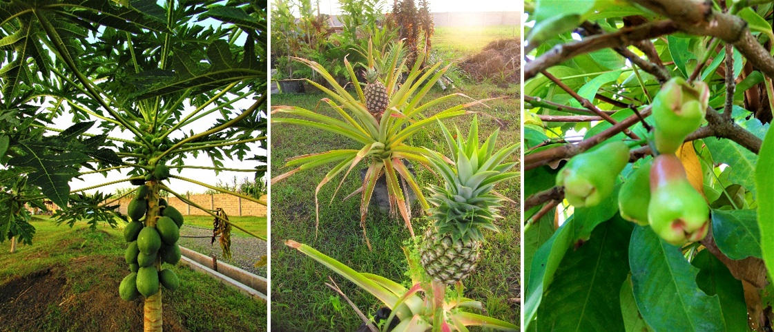 fruits from cea garden