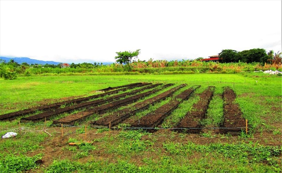 Garden plots at CEA June 2020