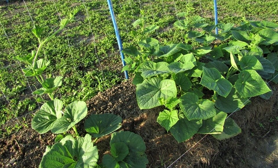 vegetable garden CEA Aug 2020