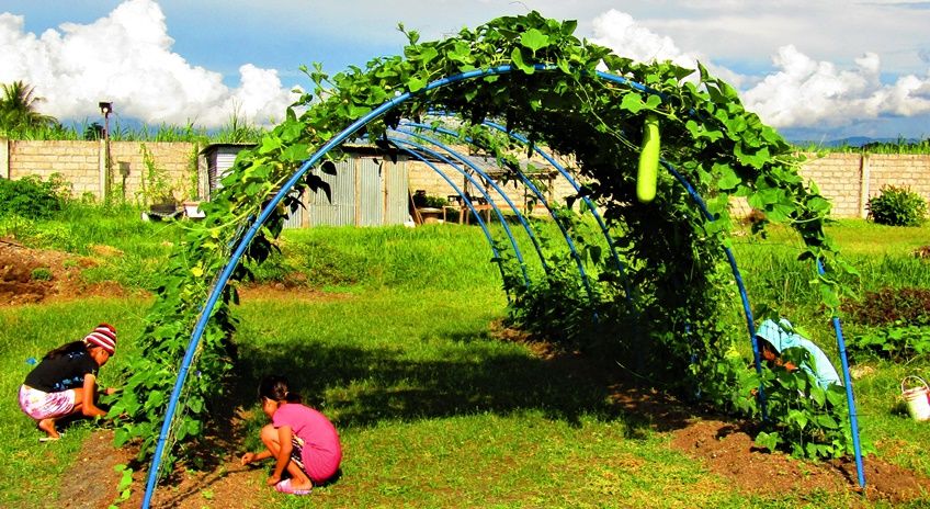 Vegetable garden CEA - Feb 2021