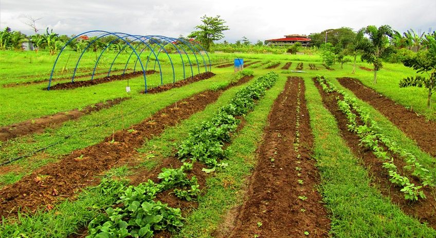 CEA Gardens rebuilt