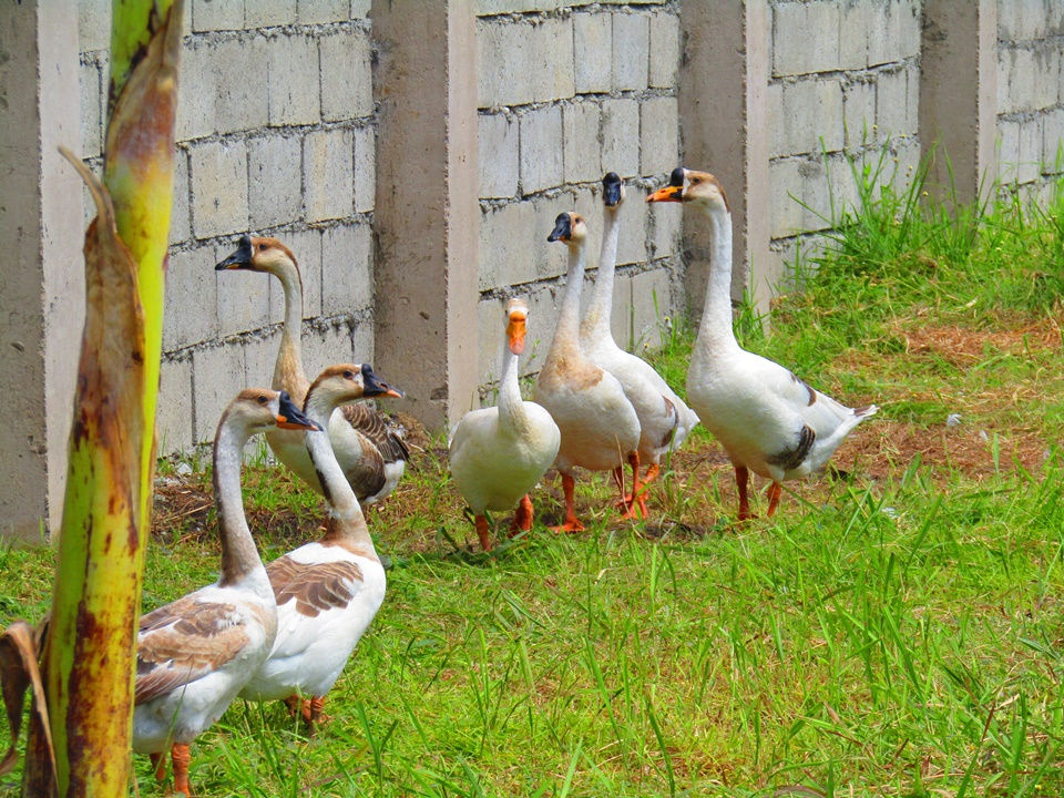 7 Geese at CEA - July 2022